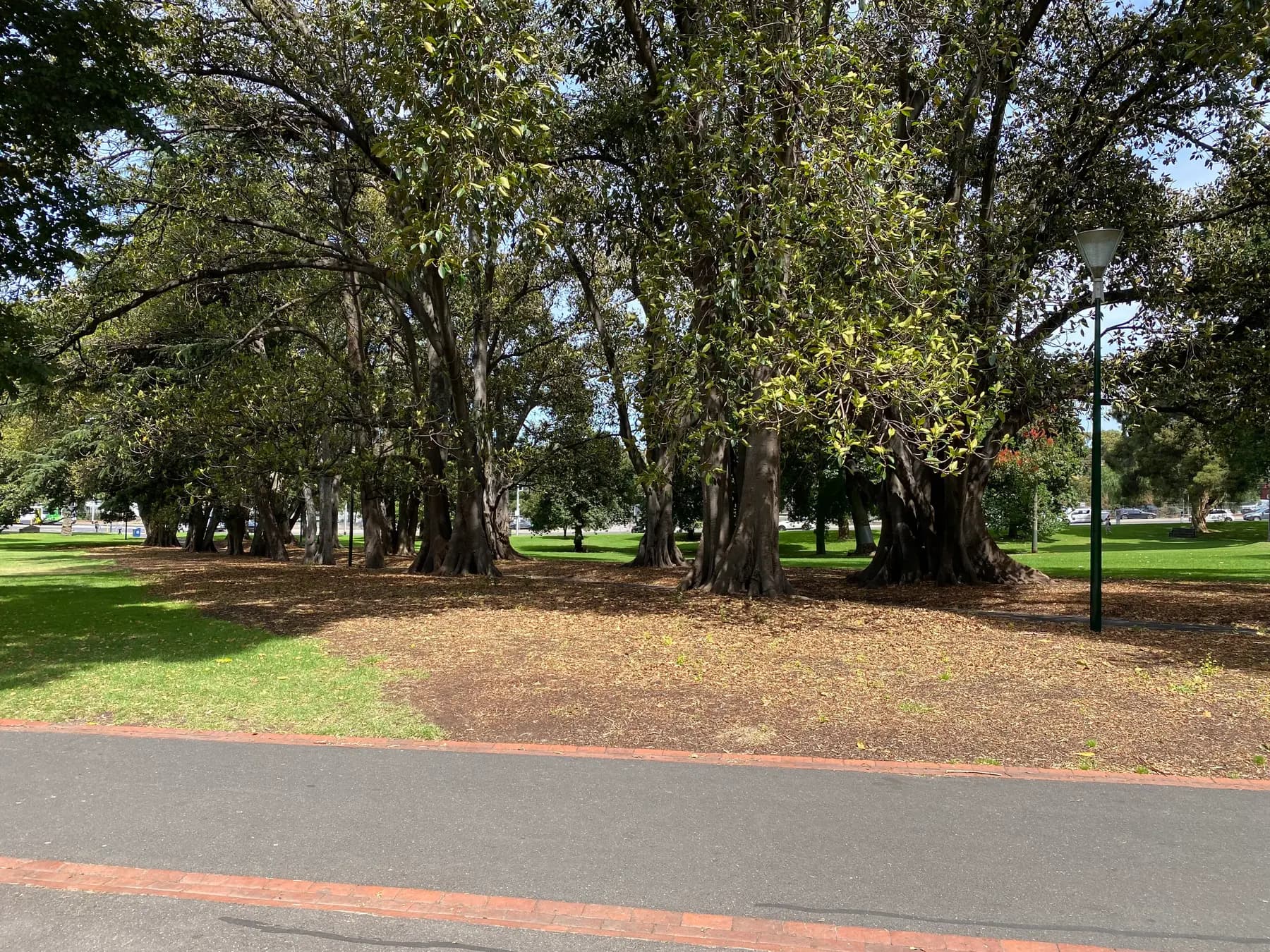 Paths and trees in Treasury Gardens, east of Melbourne’s Hoddle Grid
